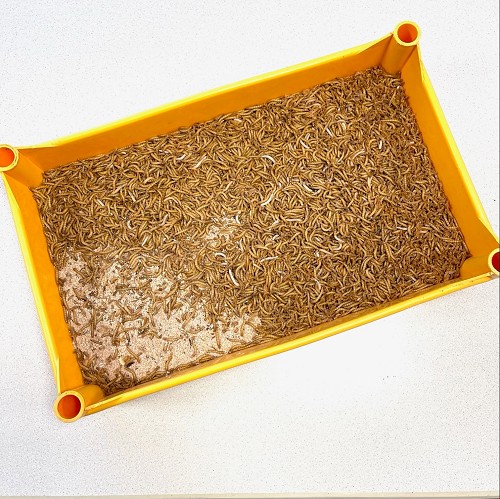 Meelwormen 2 KG